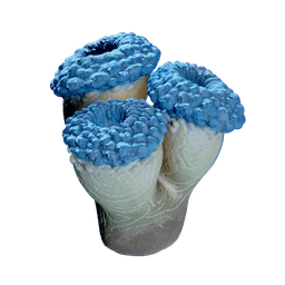 False Fission Drum