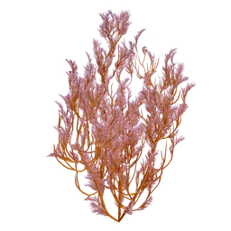 Feather Kelp