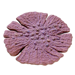 Dragon's scale coral