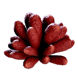 Aster Scyllid