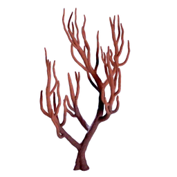 Branching Coral
