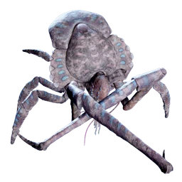 Dead Coral Crab