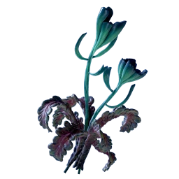 Freesia Flower