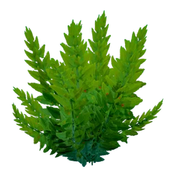Fern Kelp