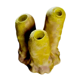 Jack Sponge